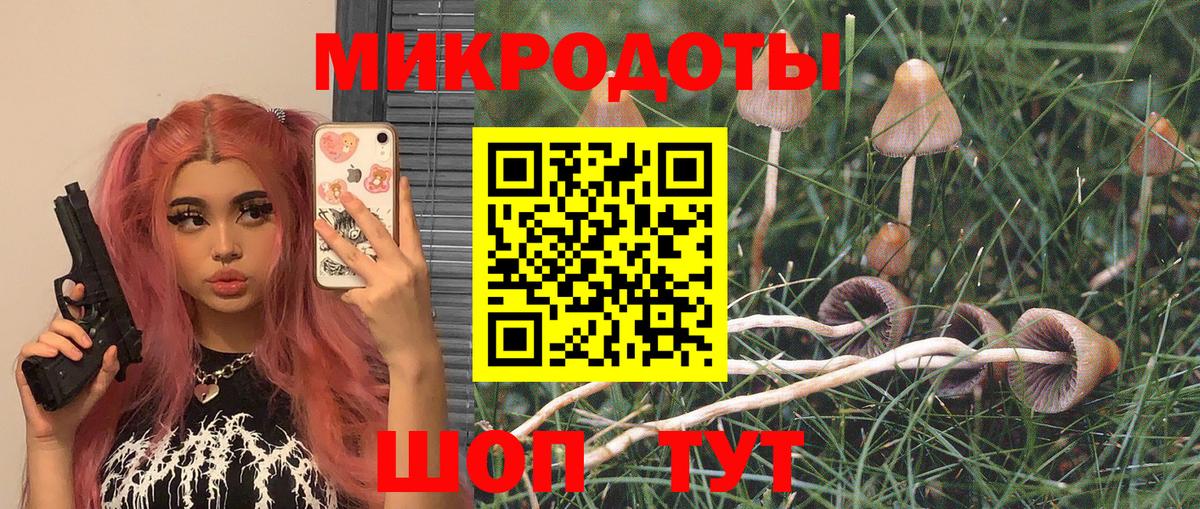 Псилоцибиновые грибы Cubensis Осинники