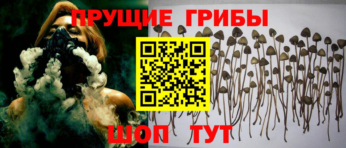 Галлюциногенные грибы Cubensis  Вход с VPN  Осинники 